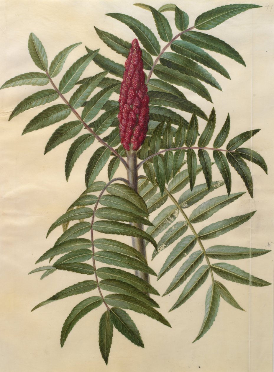 Rhus typhina by Johannes Simon Holtzbecher