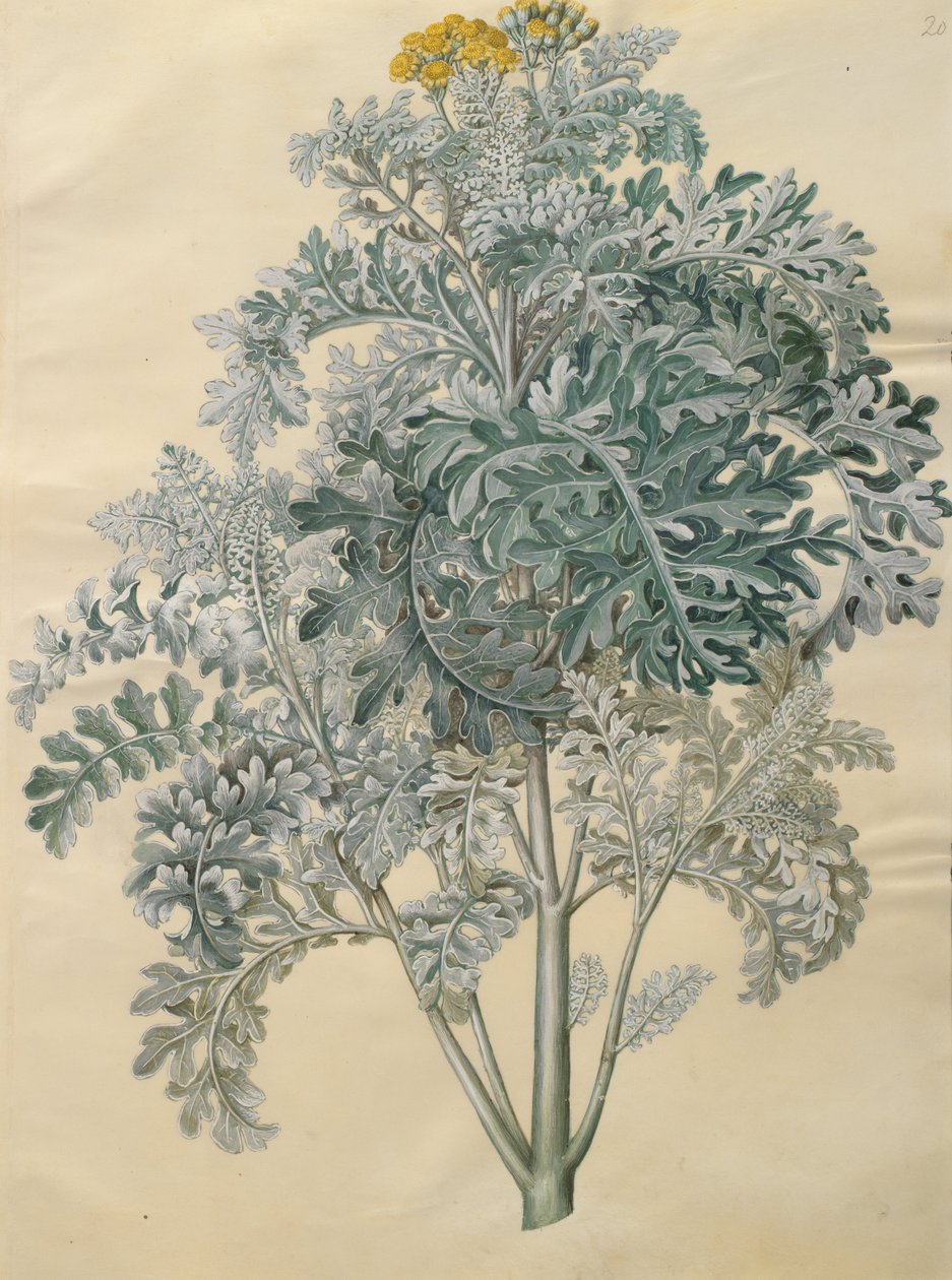 Senecio bicolor by Johannes Simon Holtzbecher