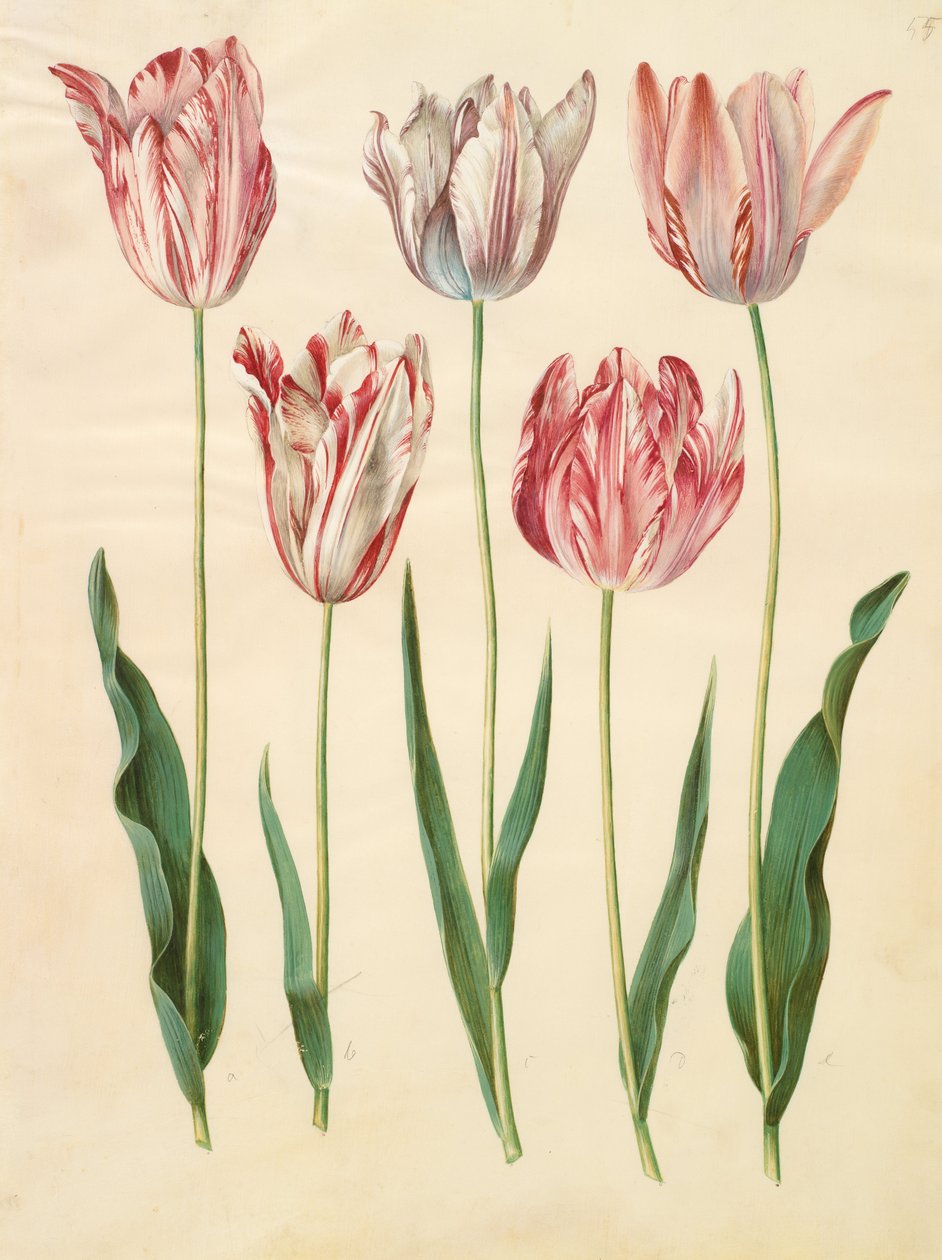 Tulipa gesneriana by Johannes Simon Holtzbecher