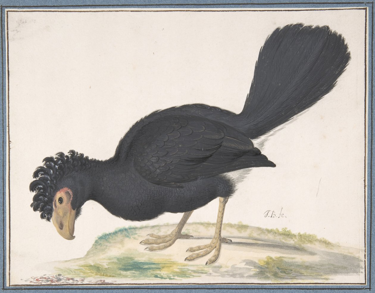 A Black Curassow by Johannes Bronckhorst