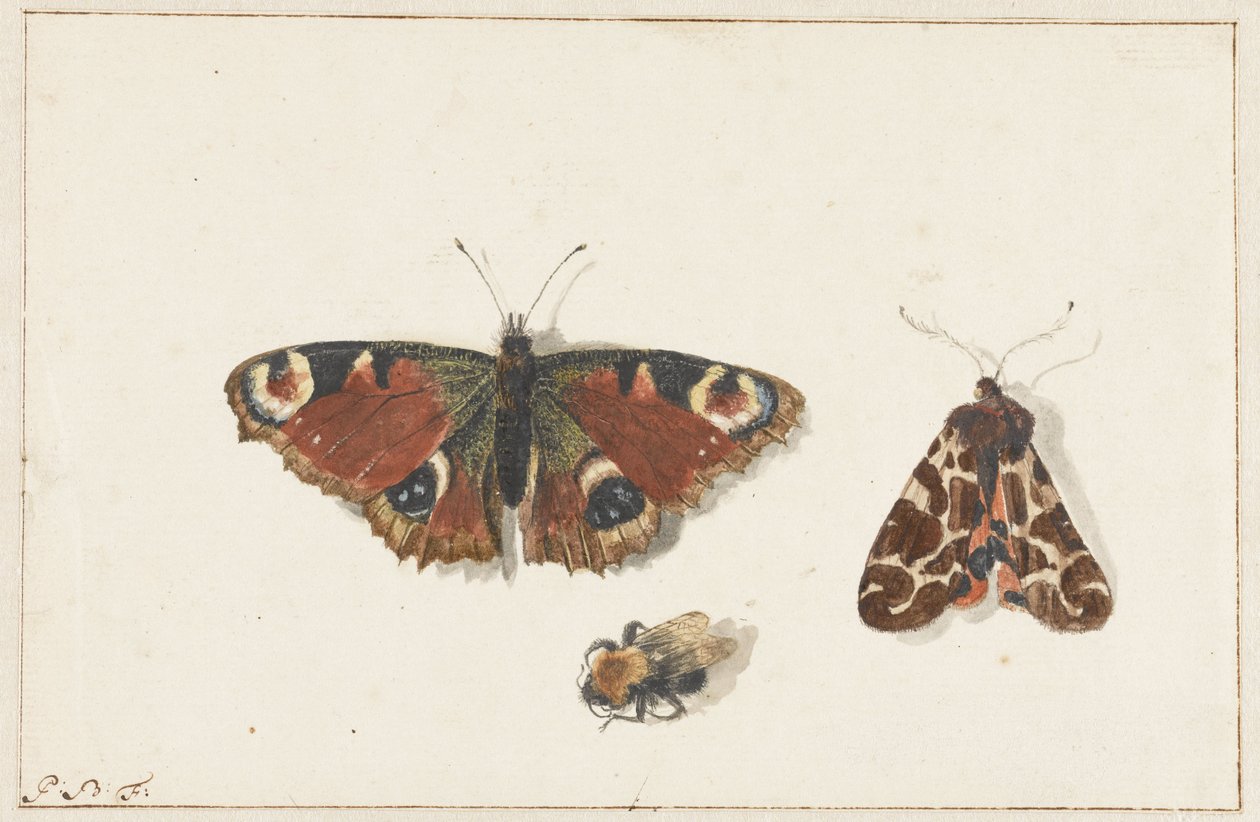 Butterfly, Moth and Bumblebee by Johannes Bronkhorst