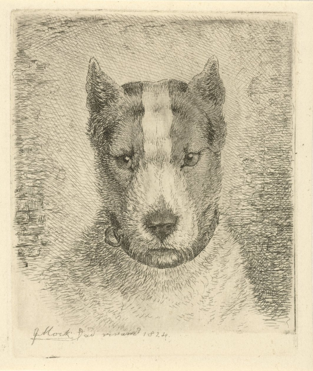 Dog