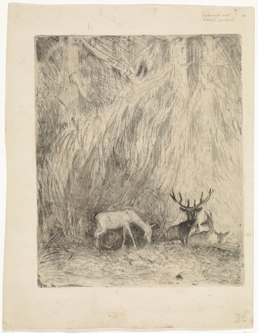 Deer in a Bohemian Forest by Johannes Tavenraat