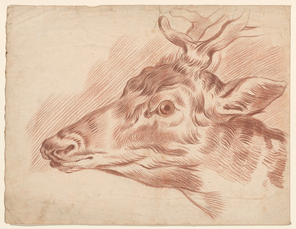 Head of a Deer, Facing Left by Johannes Tavenraat