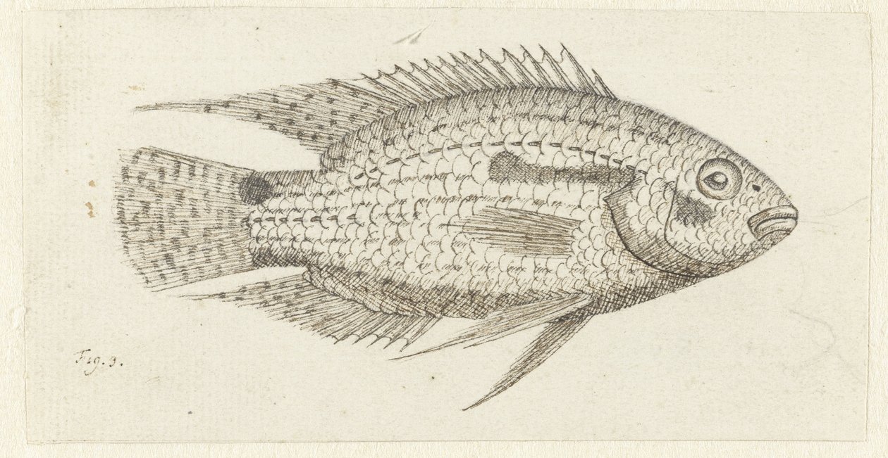 Tropical Fish Chromis Epse by Johannes le Francq van Berkhey