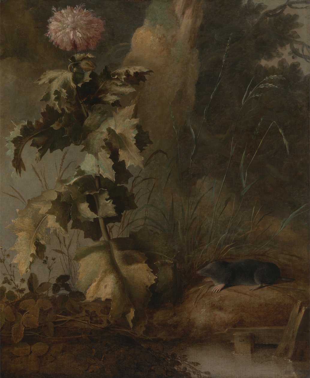 An Egyptian Poppy and a Water Mole by John Crome