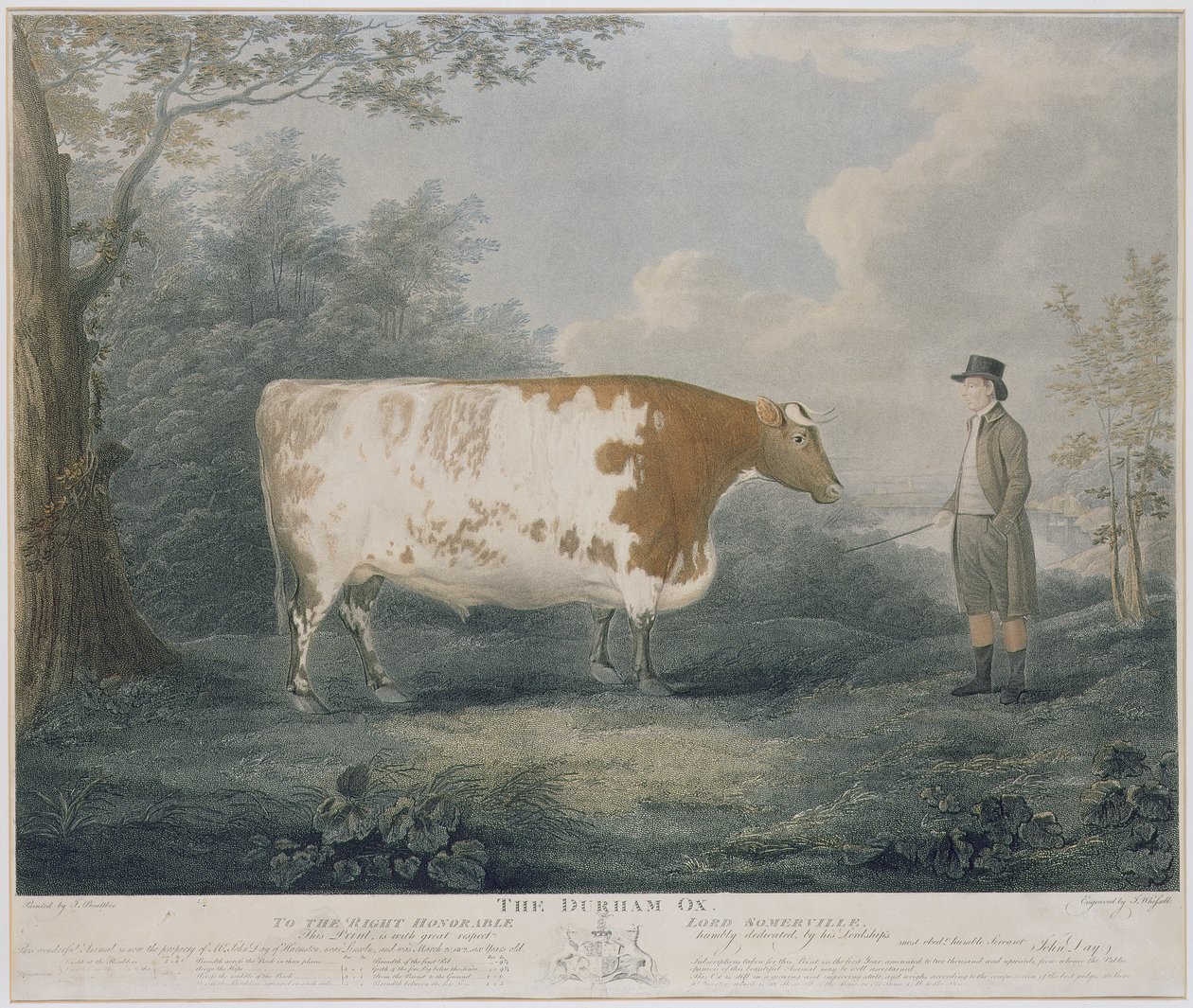 The Durham Ox, engraved by J. Wessel by John Boultbee