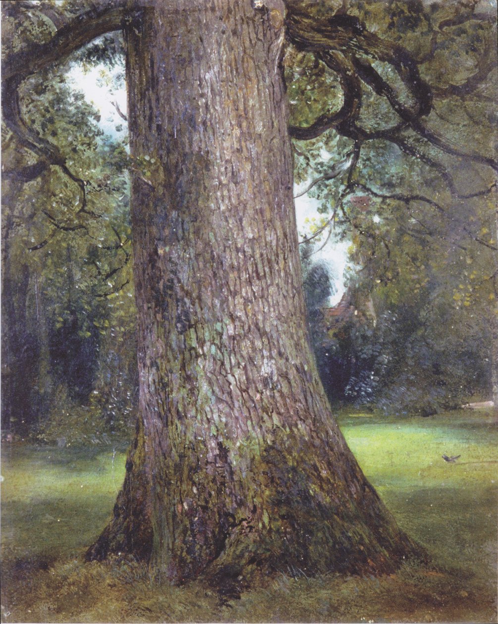 Study of an Elm Tree by John Constable