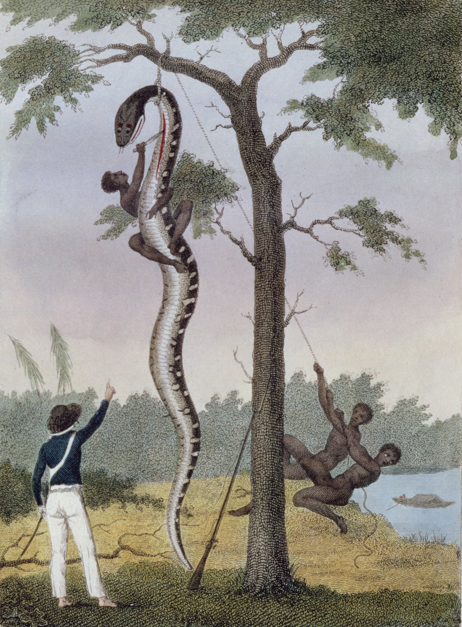 The Skinning of the Aboma Snake, Shot by Captain Stedman, from 