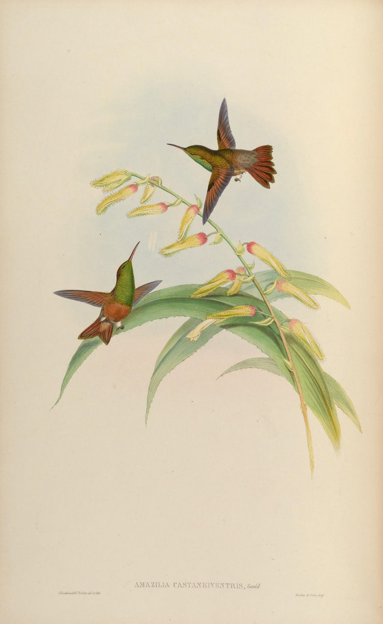 Amazilia castaneiventris by John Gould