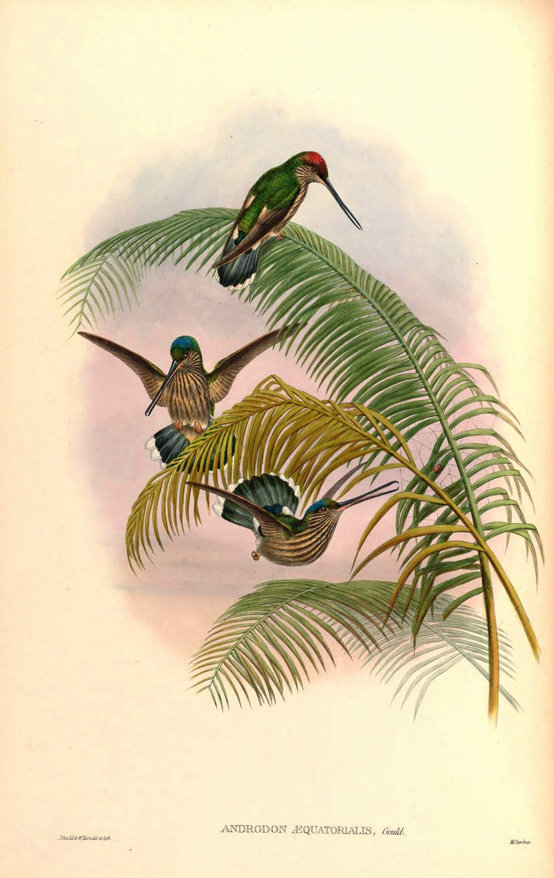 Androdon aequatorialis by John Gould