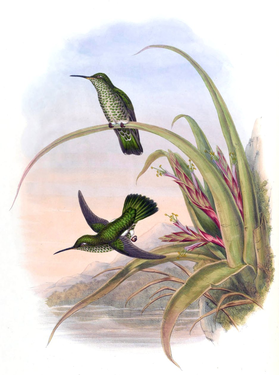Aphantochroa hyposticta = Taphrospilus hypostictus by John Gould