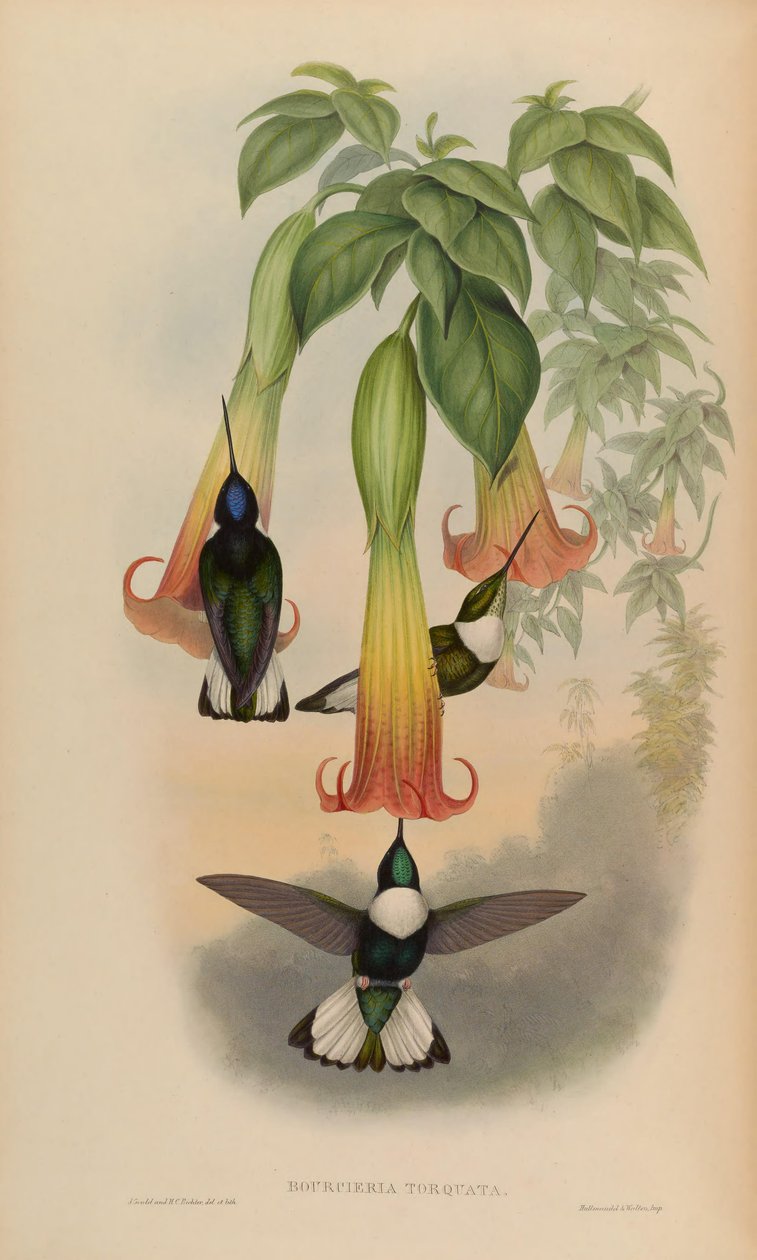 Bourciera torquata by John Gould