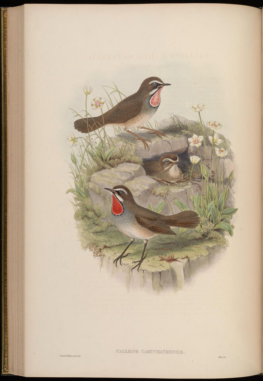 Calliope Camtschatkensis by John Gould
