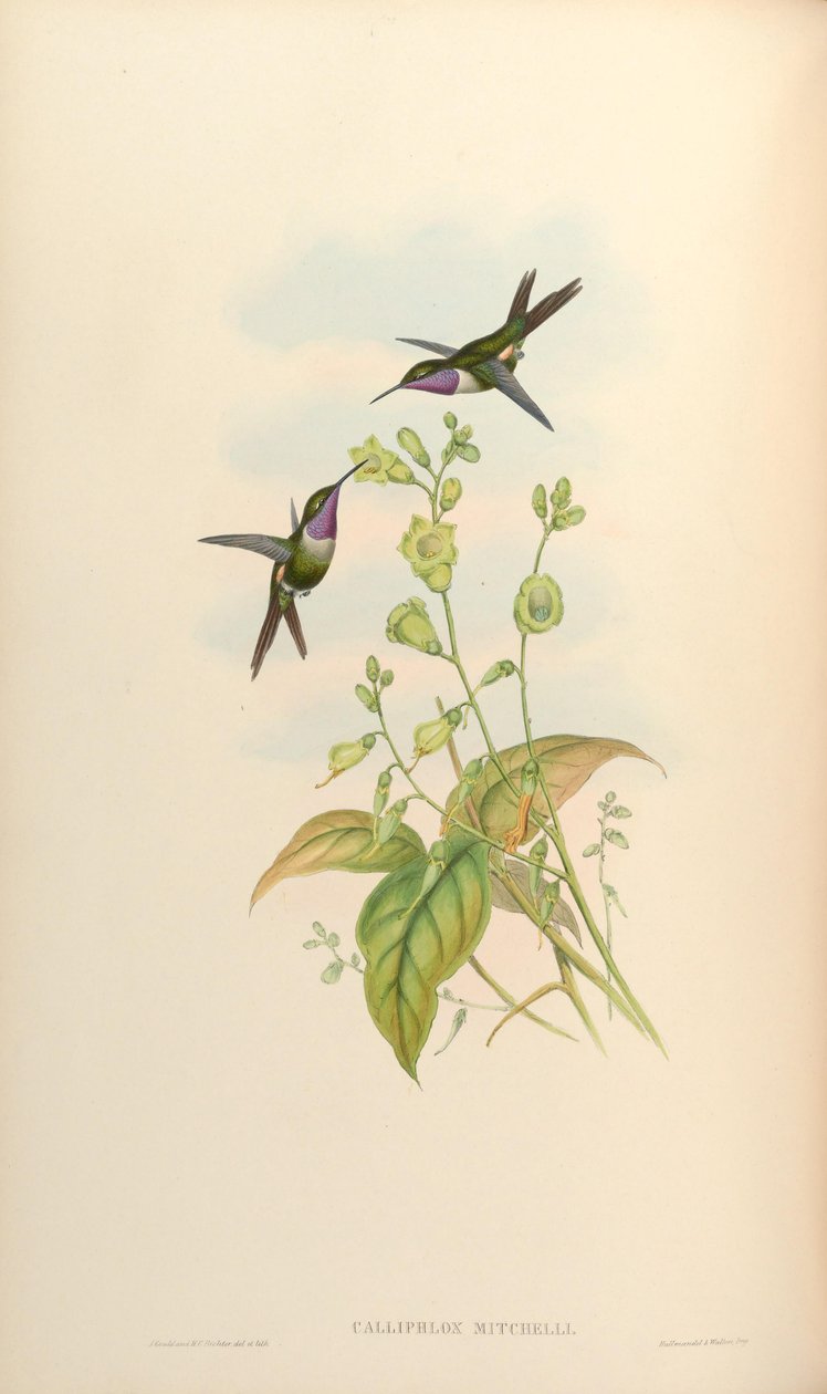 Calliphlox mitchelli by John Gould