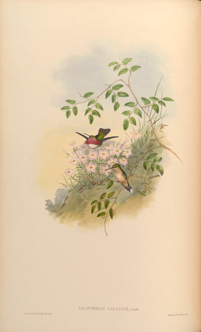 Calothorax calliope = Stellula calliope by John Gould