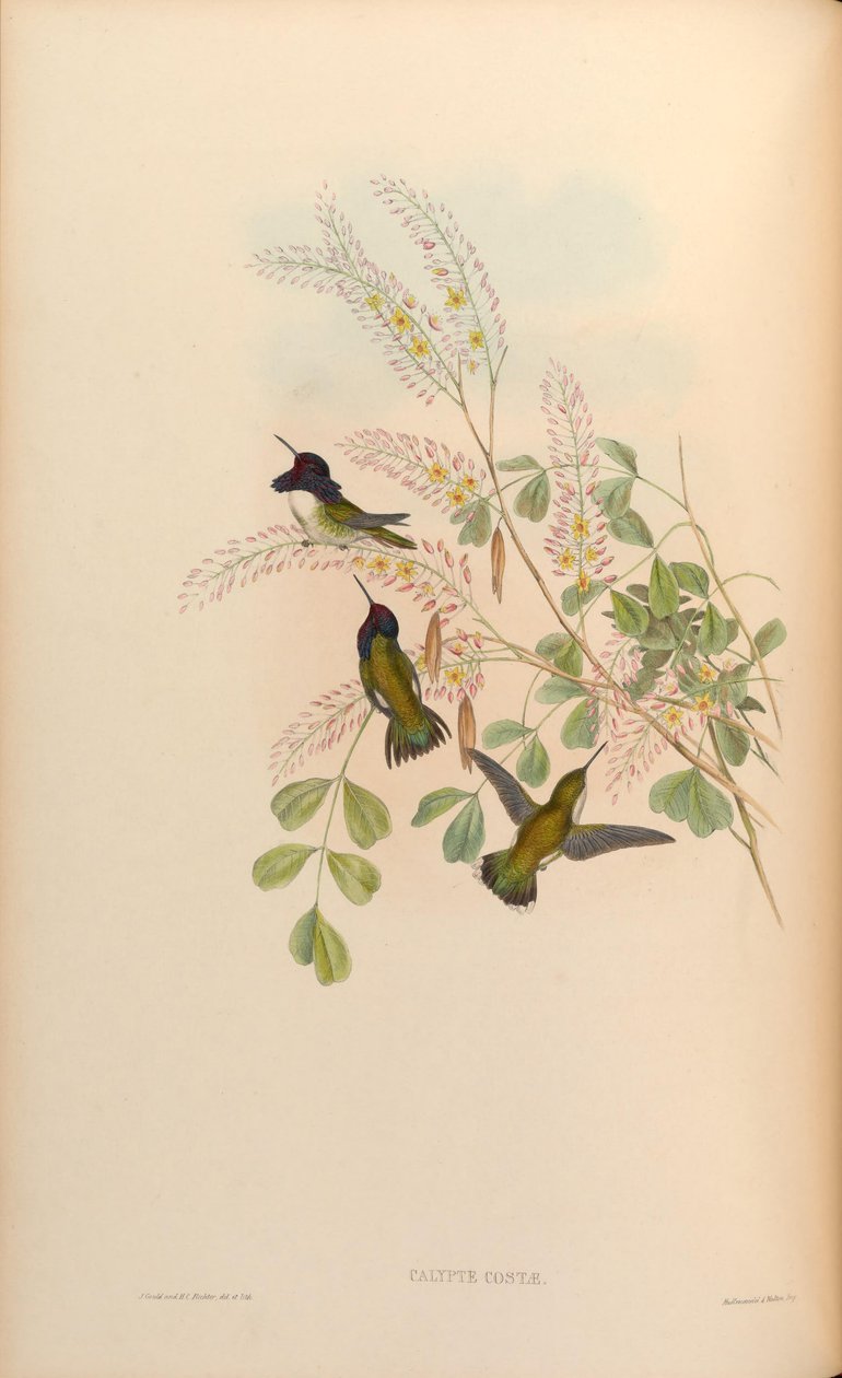 Calypte costae by John Gould