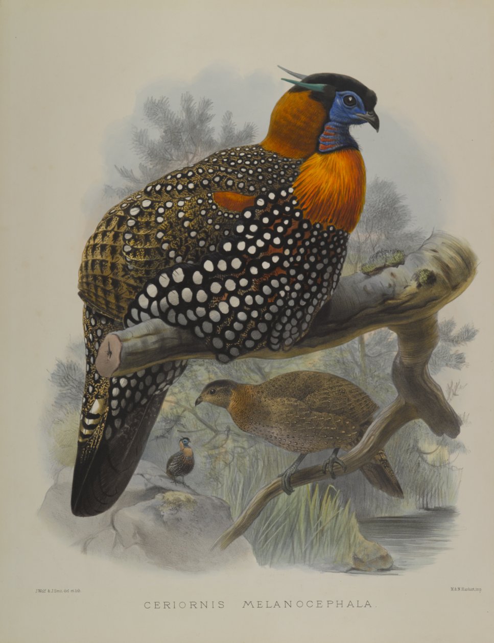 Ceriornis Melanocephala by John Gould