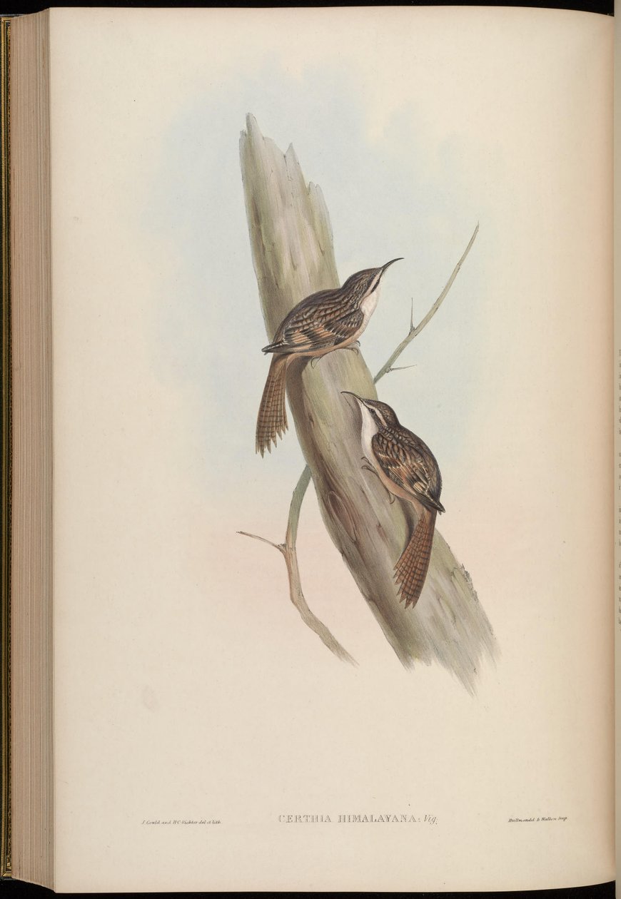 Certhia Himalayana by John Gould