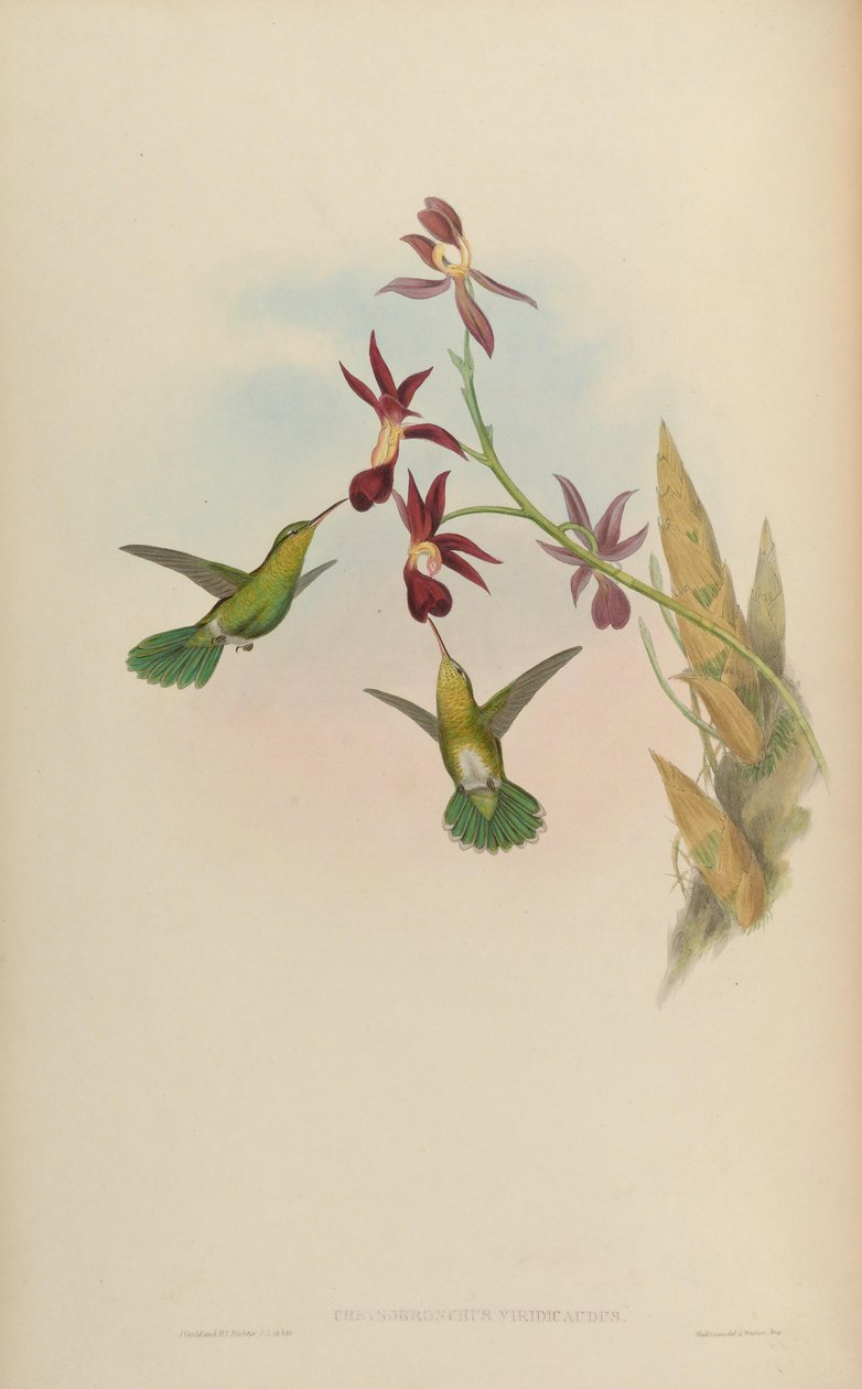 Chrysobronchus viridicauda by John Gould