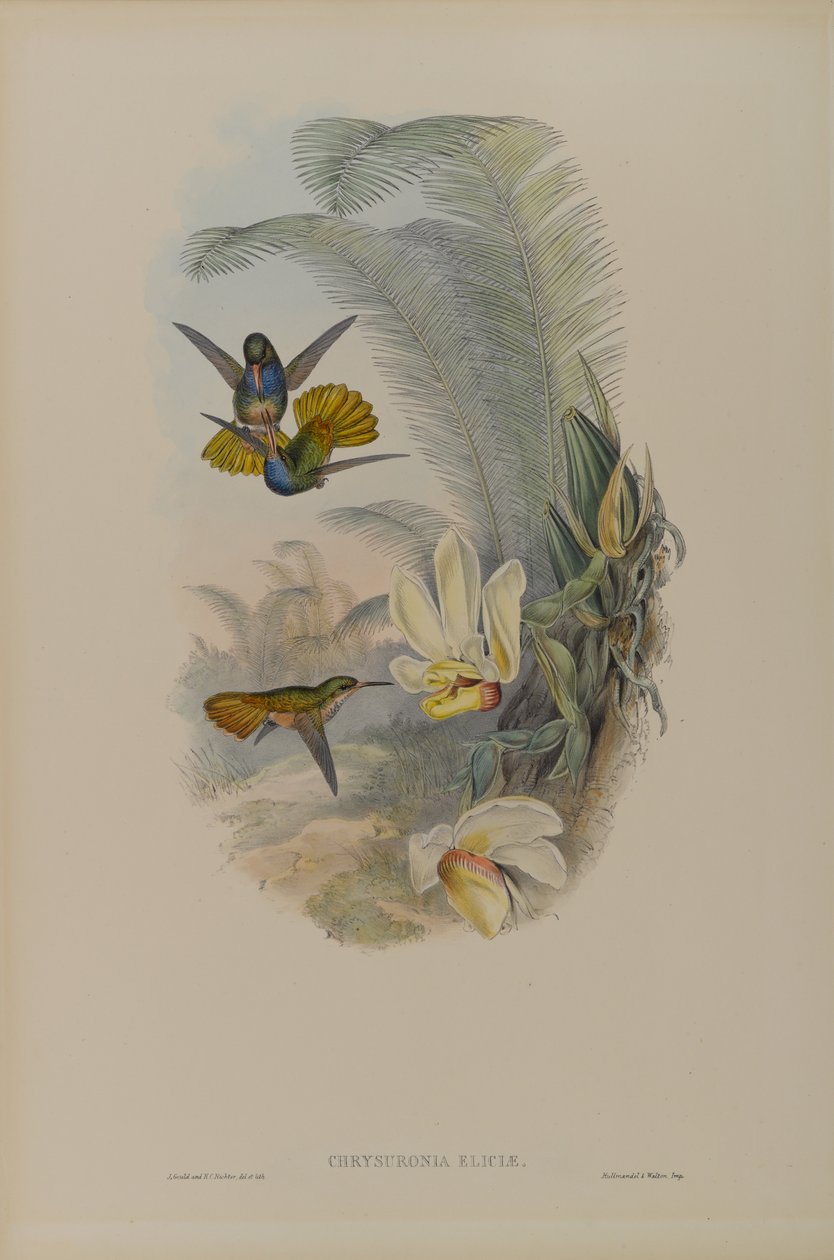 Elicia