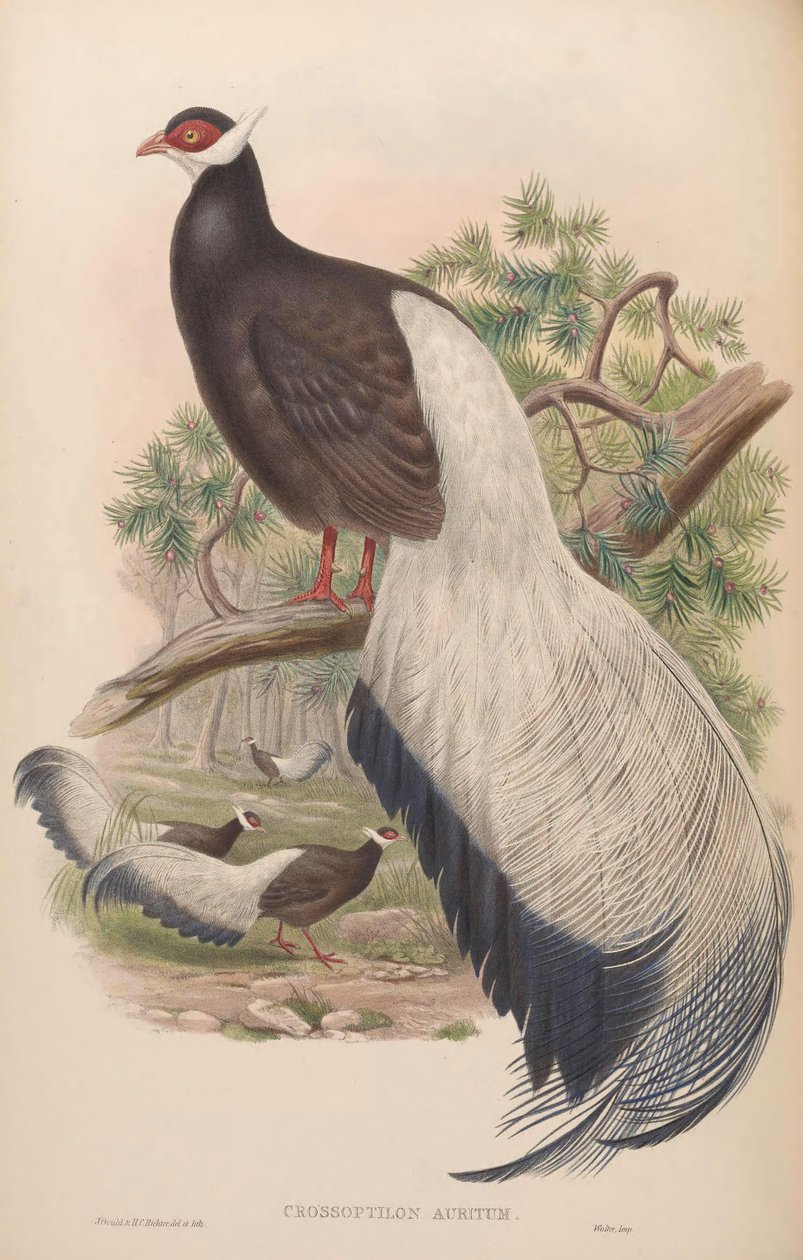Crossoptilon auritum by John Gould