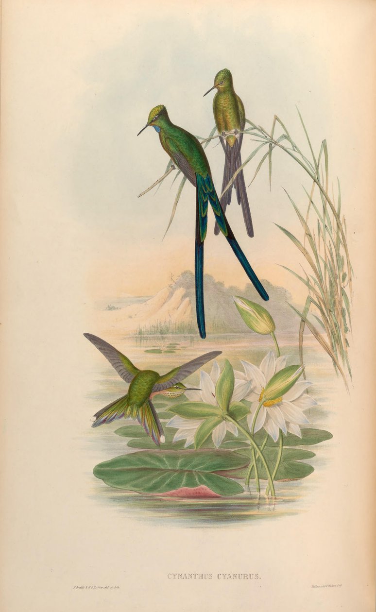 Cynanthus cyanurus = Aglaiocercus kingi by John Gould