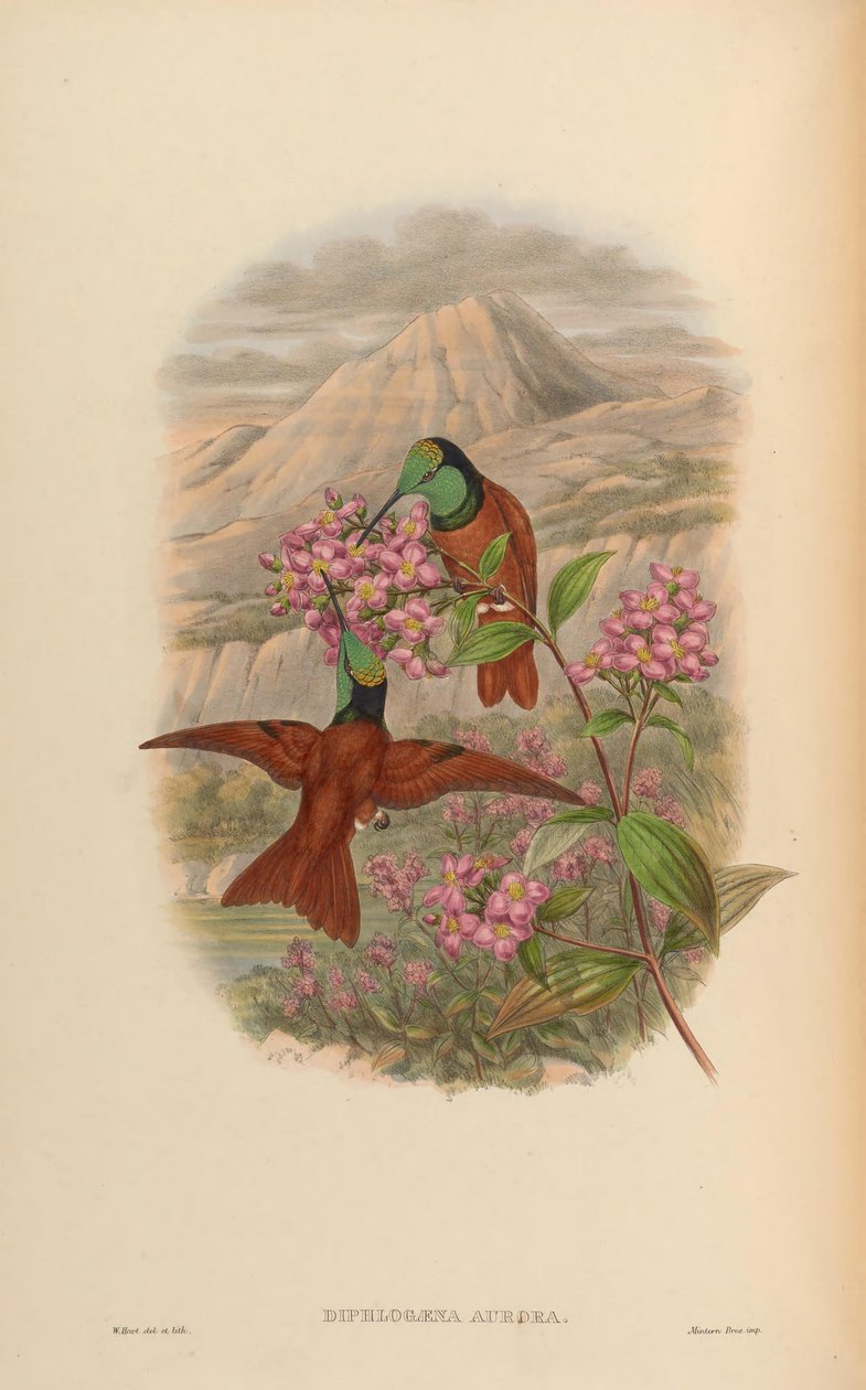 Diphlogaena aurora = Coeligena iris aurora by John Gould