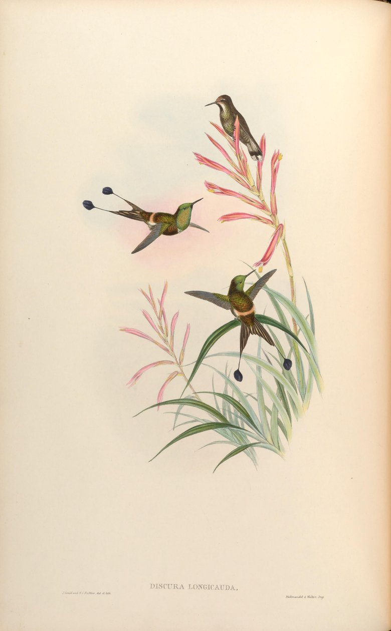 Discura longicauda by John Gould