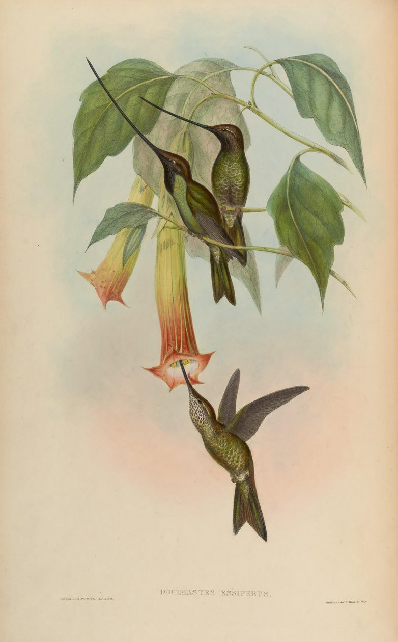 Docimastes ensiferus by John Gould