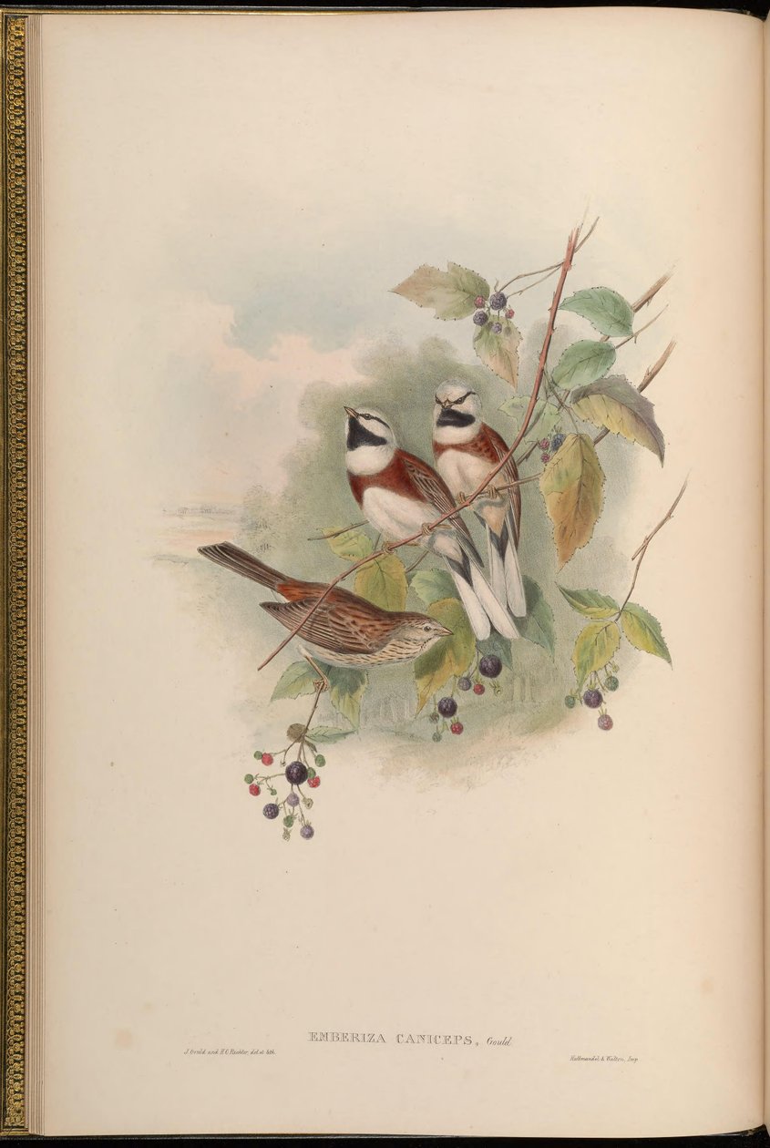 Emberiza caniceps by John Gould