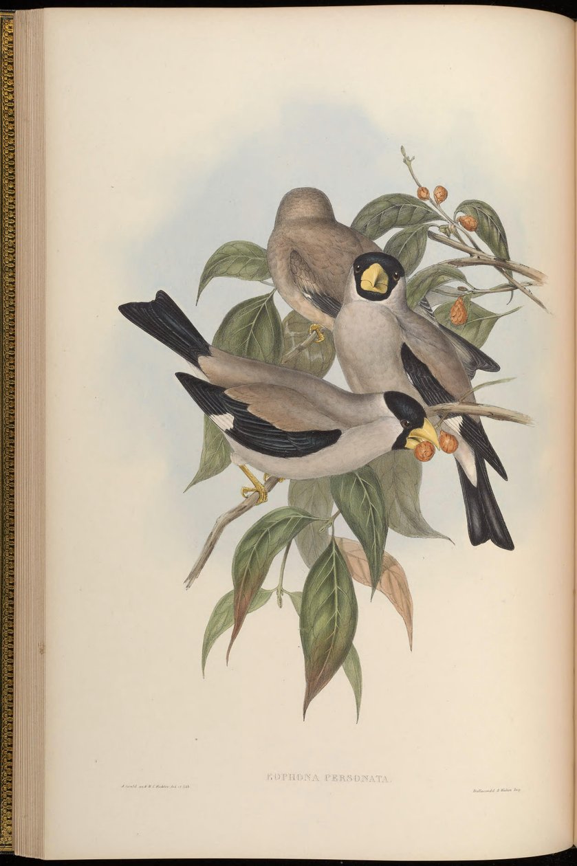 Masked Grosbeak by John Gould