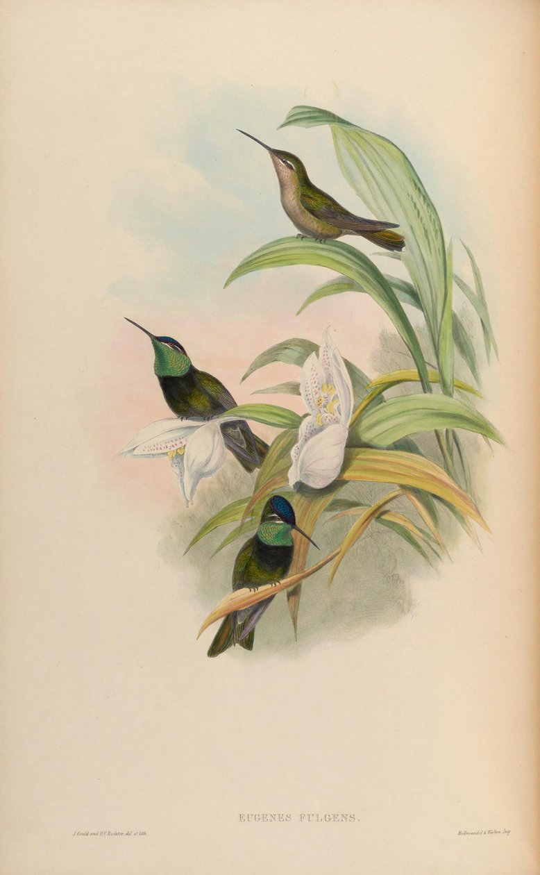 Eugenes fulgens by John Gould
