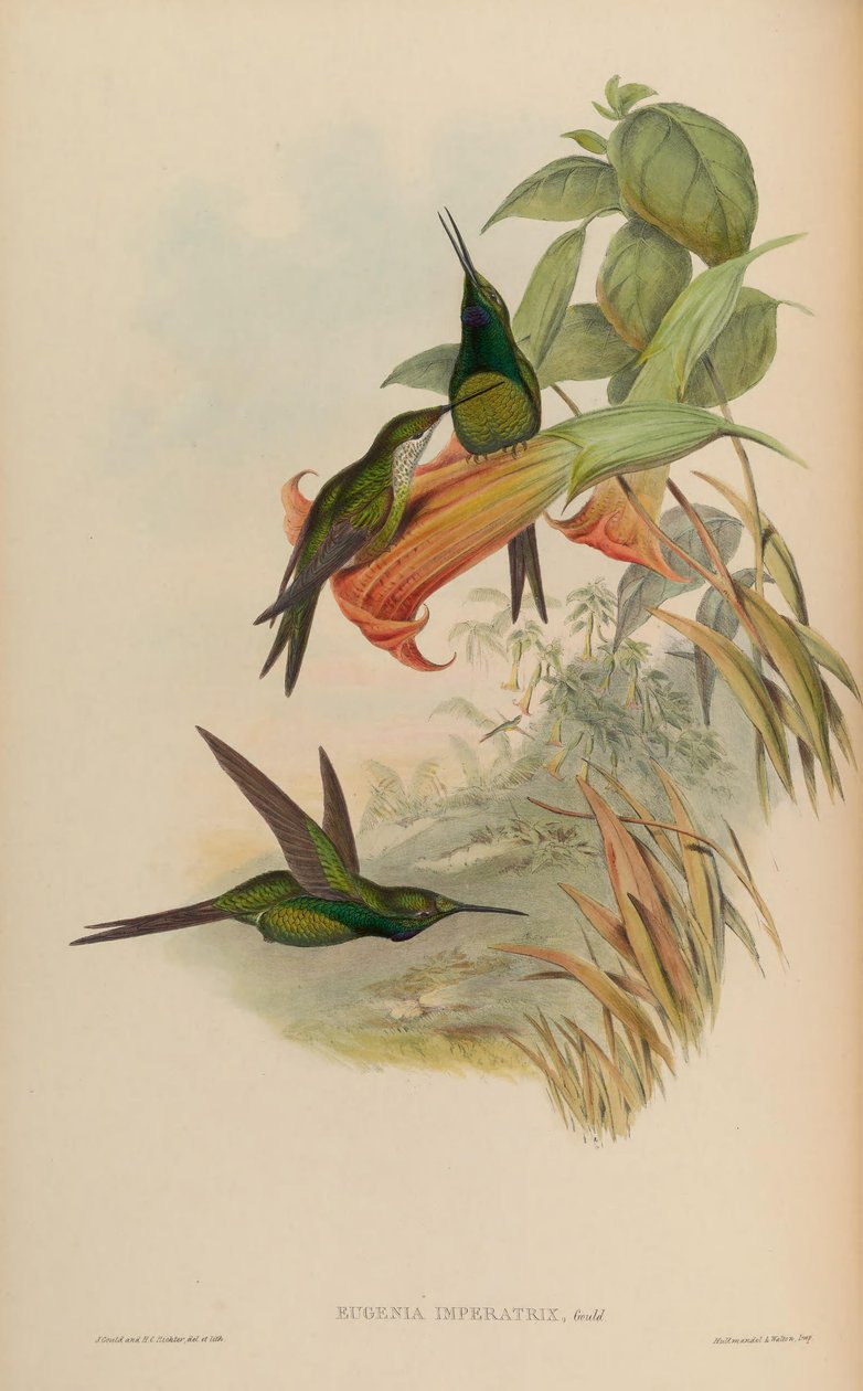 Eugenia imperatrix by John Gould
