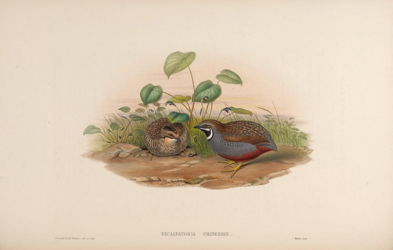 Blue-breasted Quail by John Gould