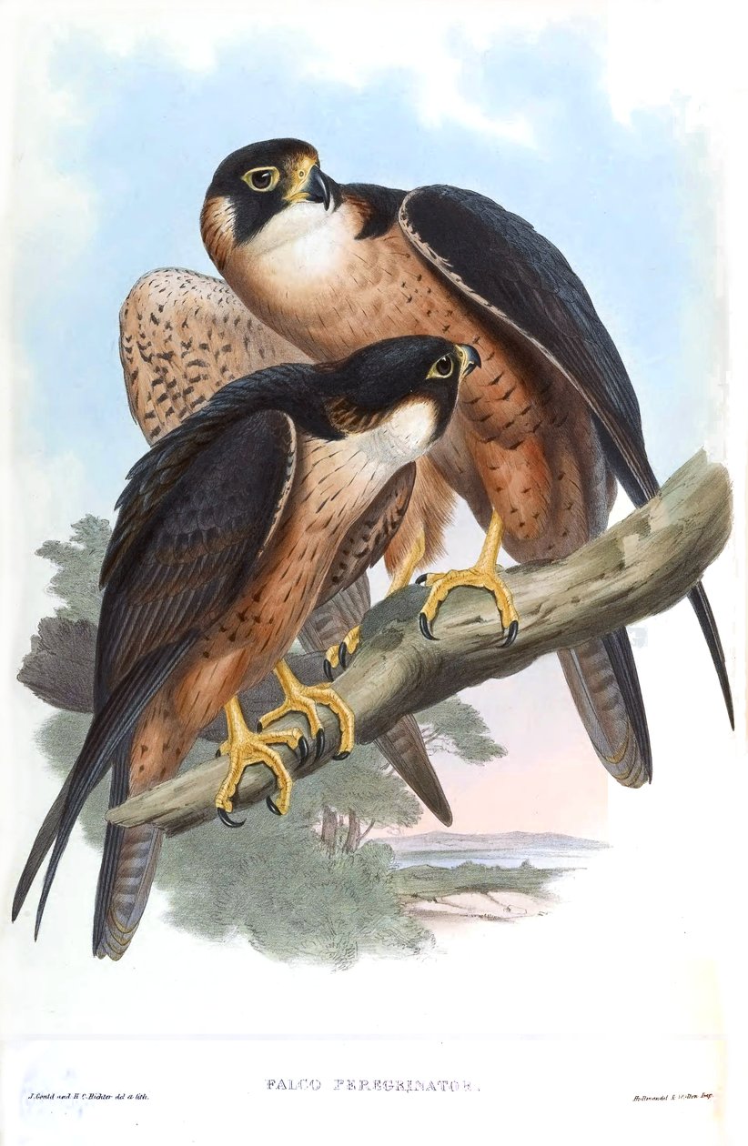 Falco peregrinator by John Gould