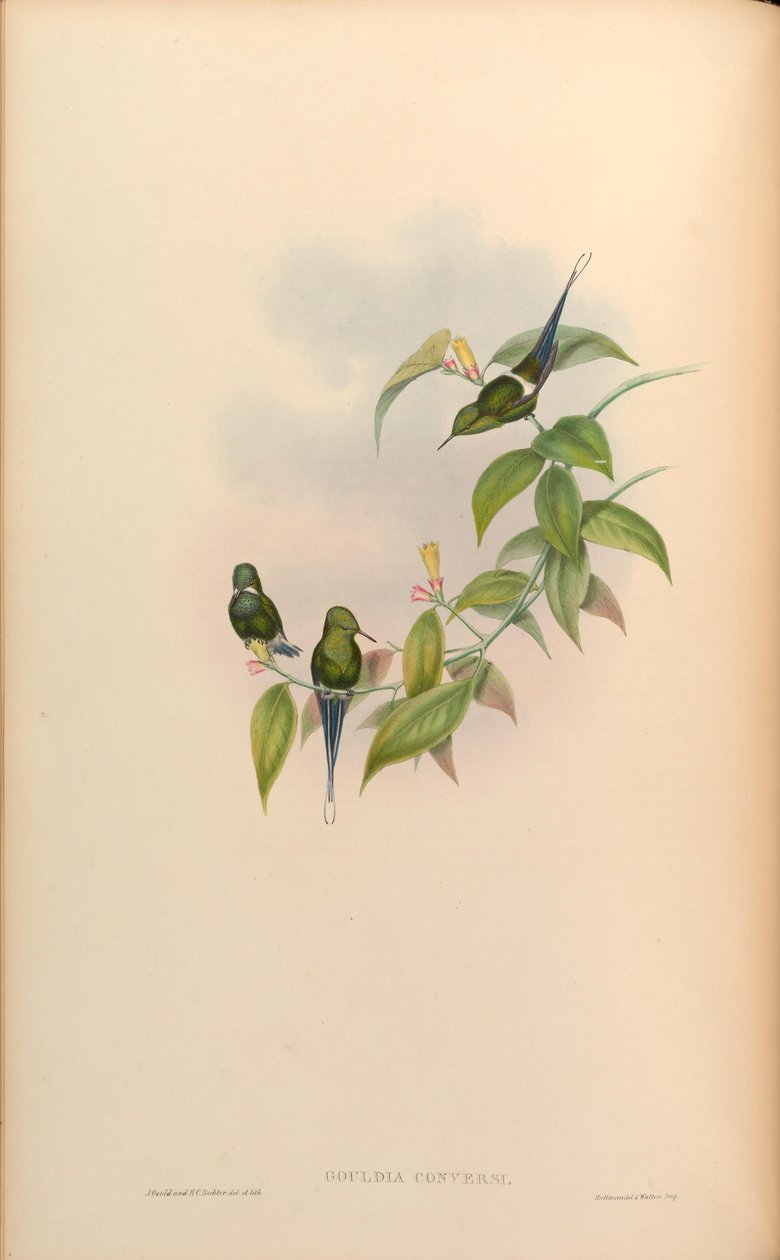 Gould