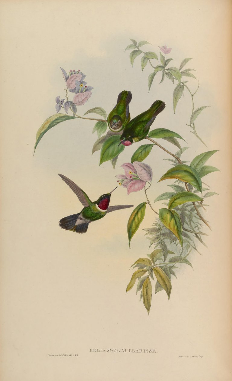 Heliangelus clarissae by John Gould