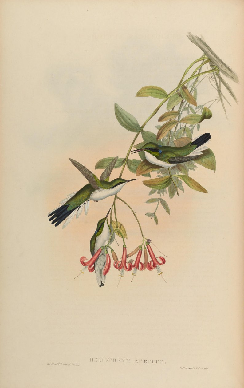 Heliothryx Auritus by John Gould