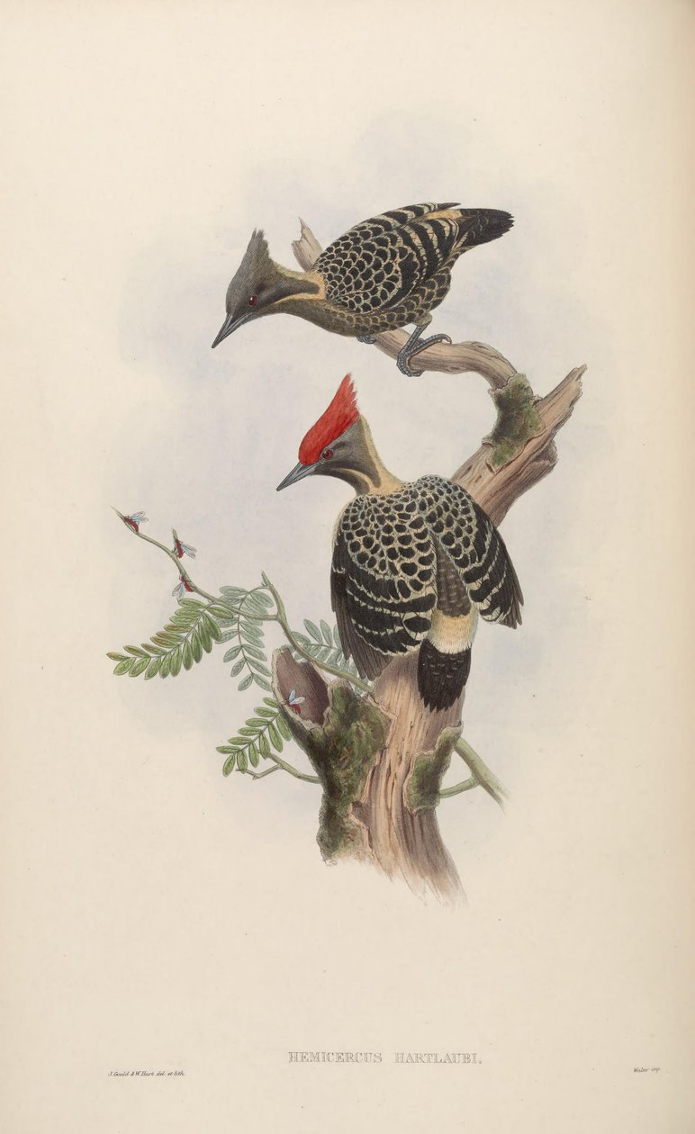 Hemicercus hartlaubi by John Gould