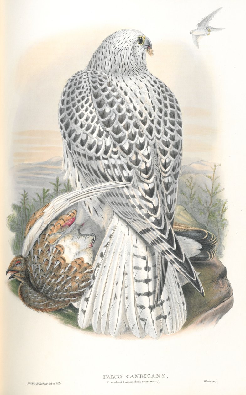 Illustration of Falco Candicans (Greenland Falcon Dark Race) by John Gould