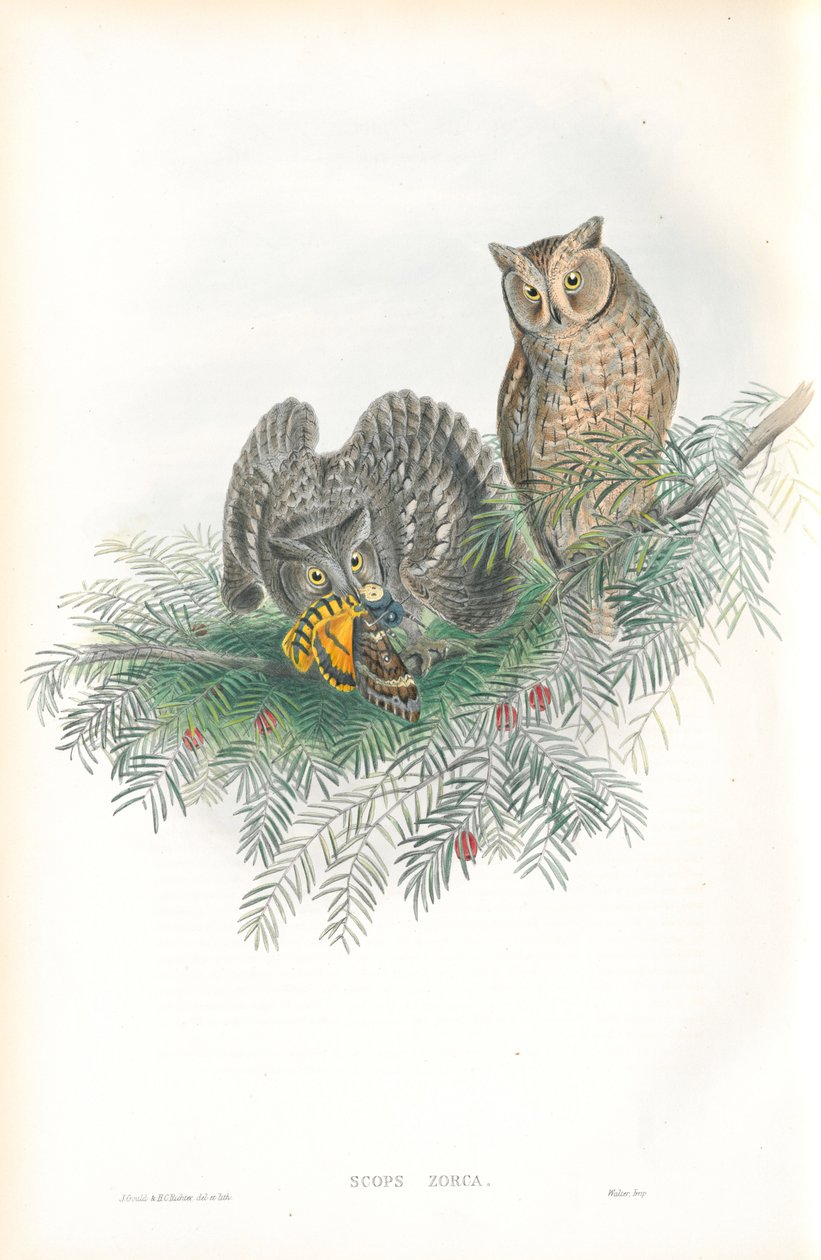 Illustration of Scops Zorca (Scops Eared Owl) by John Gould