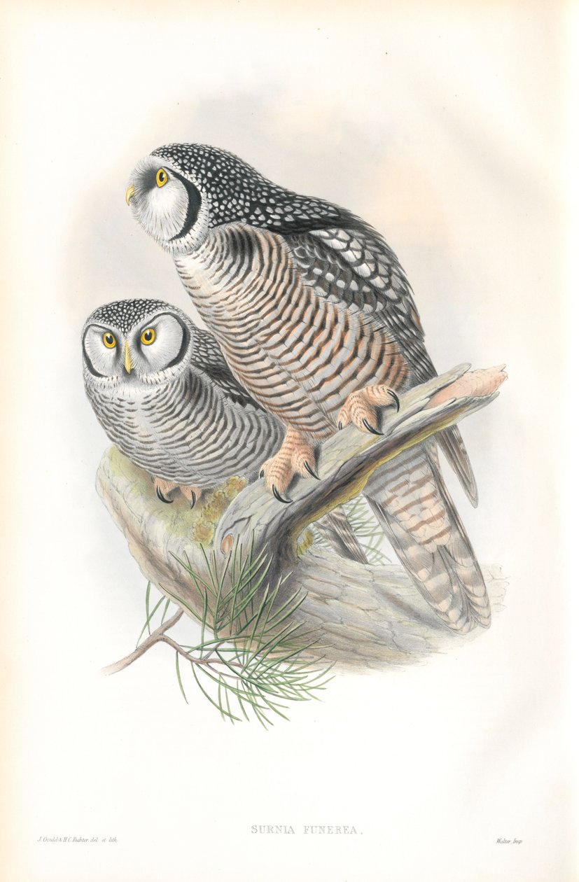 Illustration of Surnia Funerea (Hawk Owl) by John Gould