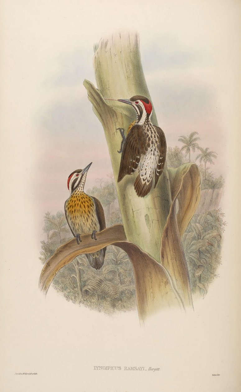Iyngipicus ramsayi by John Gould