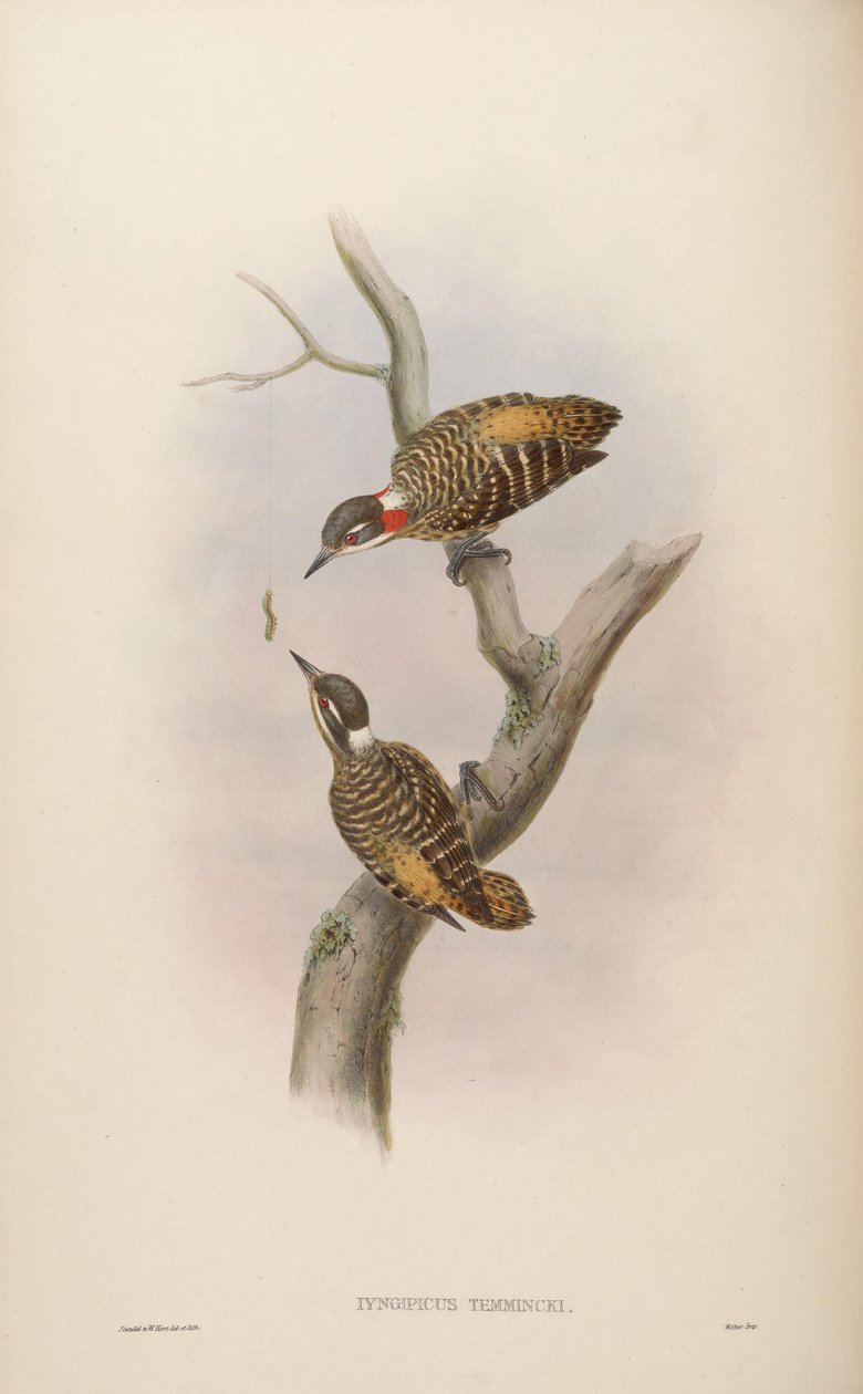 Iyngipicus temmincki = Dendrocopos temminckii by John Gould
