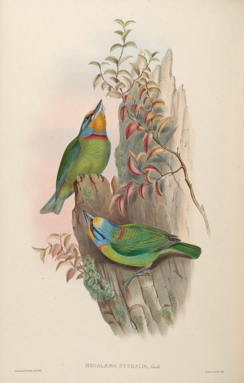 Megalaema nuchalis by John Gould