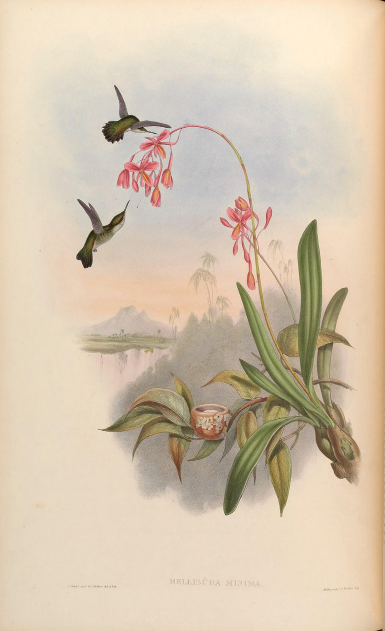 Mellisuga minima by John Gould