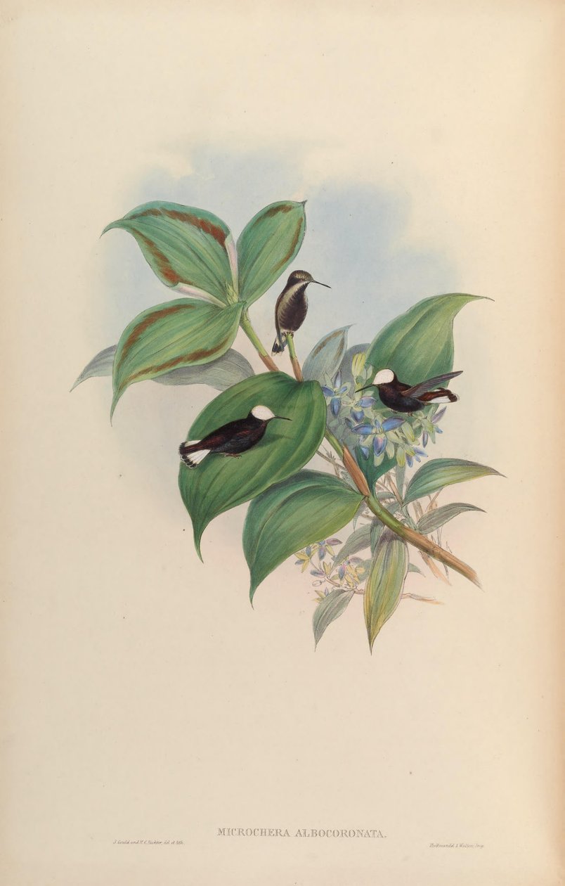 Microchera albocoronata by John Gould