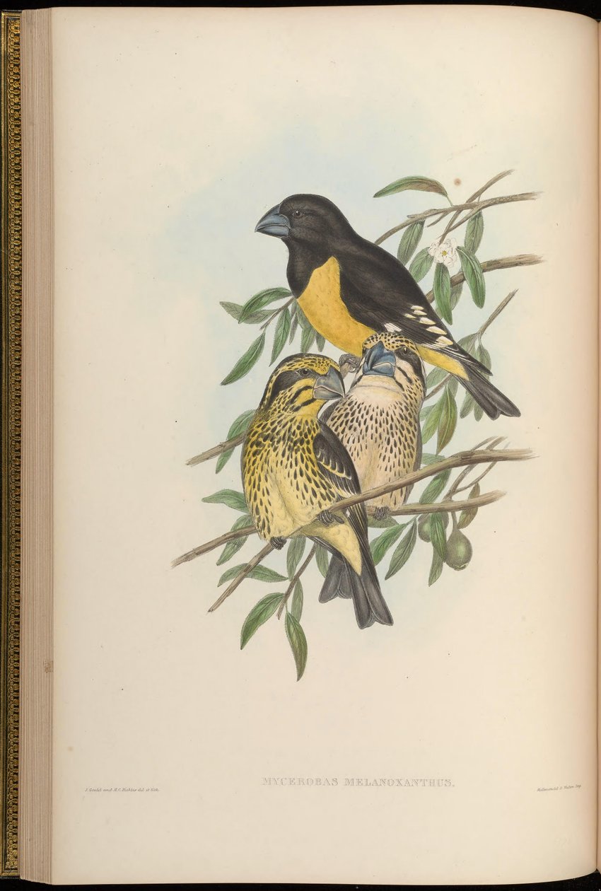 Mycerobas melanozanthos by John Gould