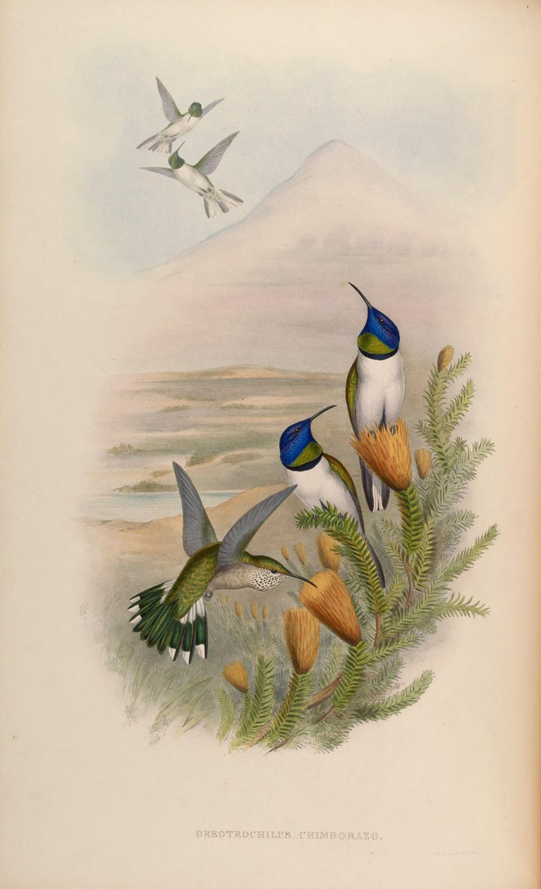 Oreotrochilus chimborazo by John Gould